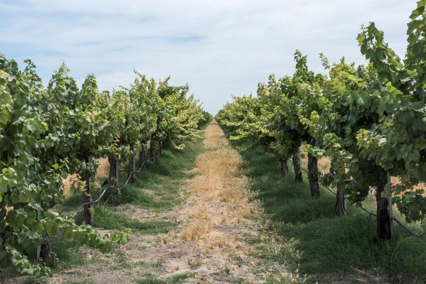 Front Image Thumbnail for ML81897436