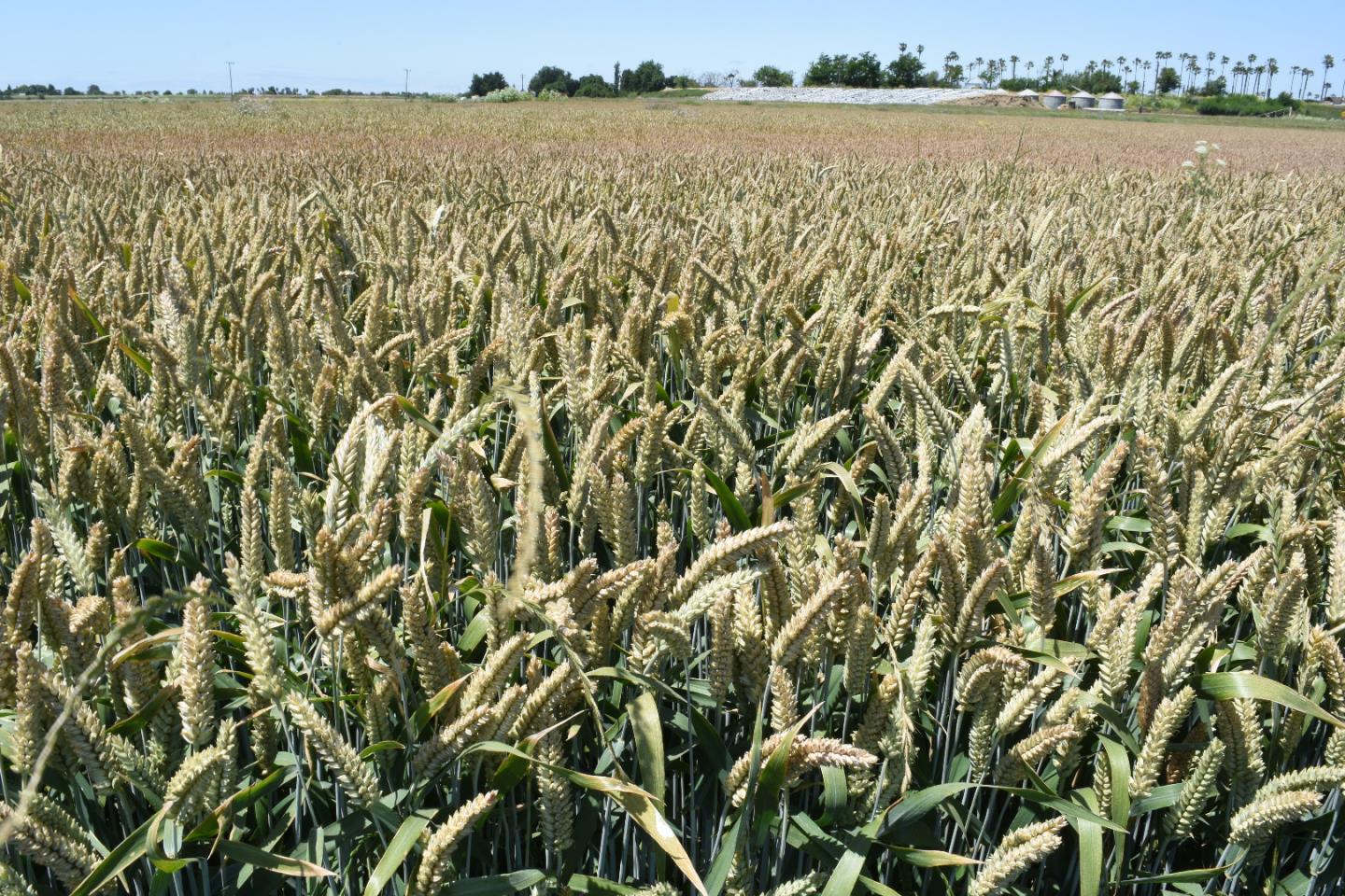 Front Image Thumbnail for ML81972518