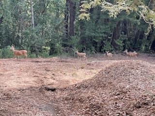 Front Image Thumbnail for ML81985120