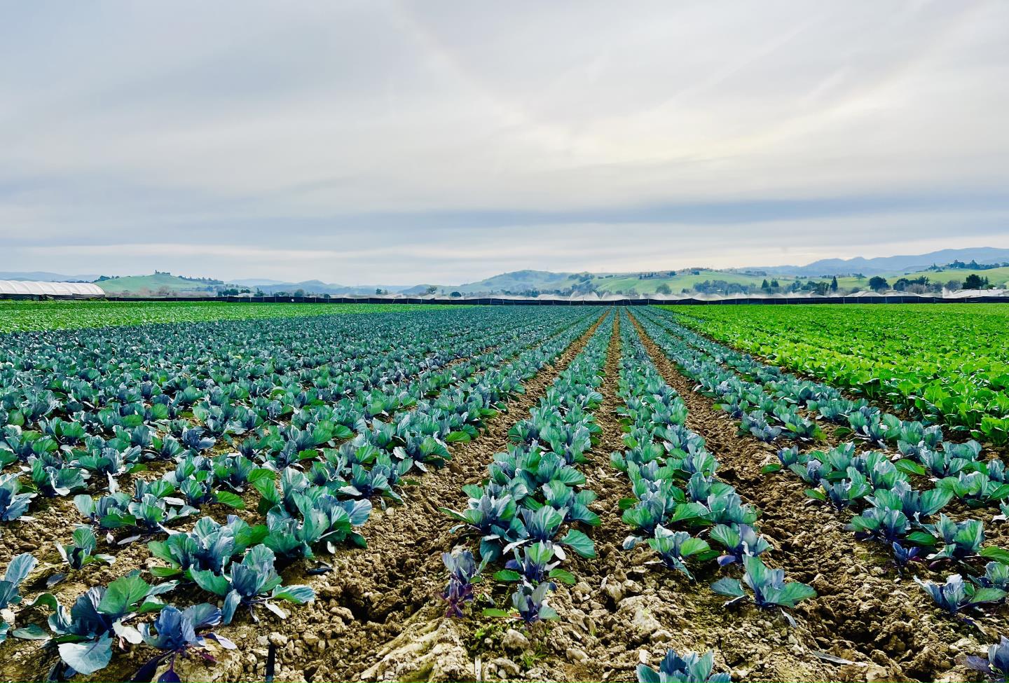 Front Image Thumbnail for ML81992566