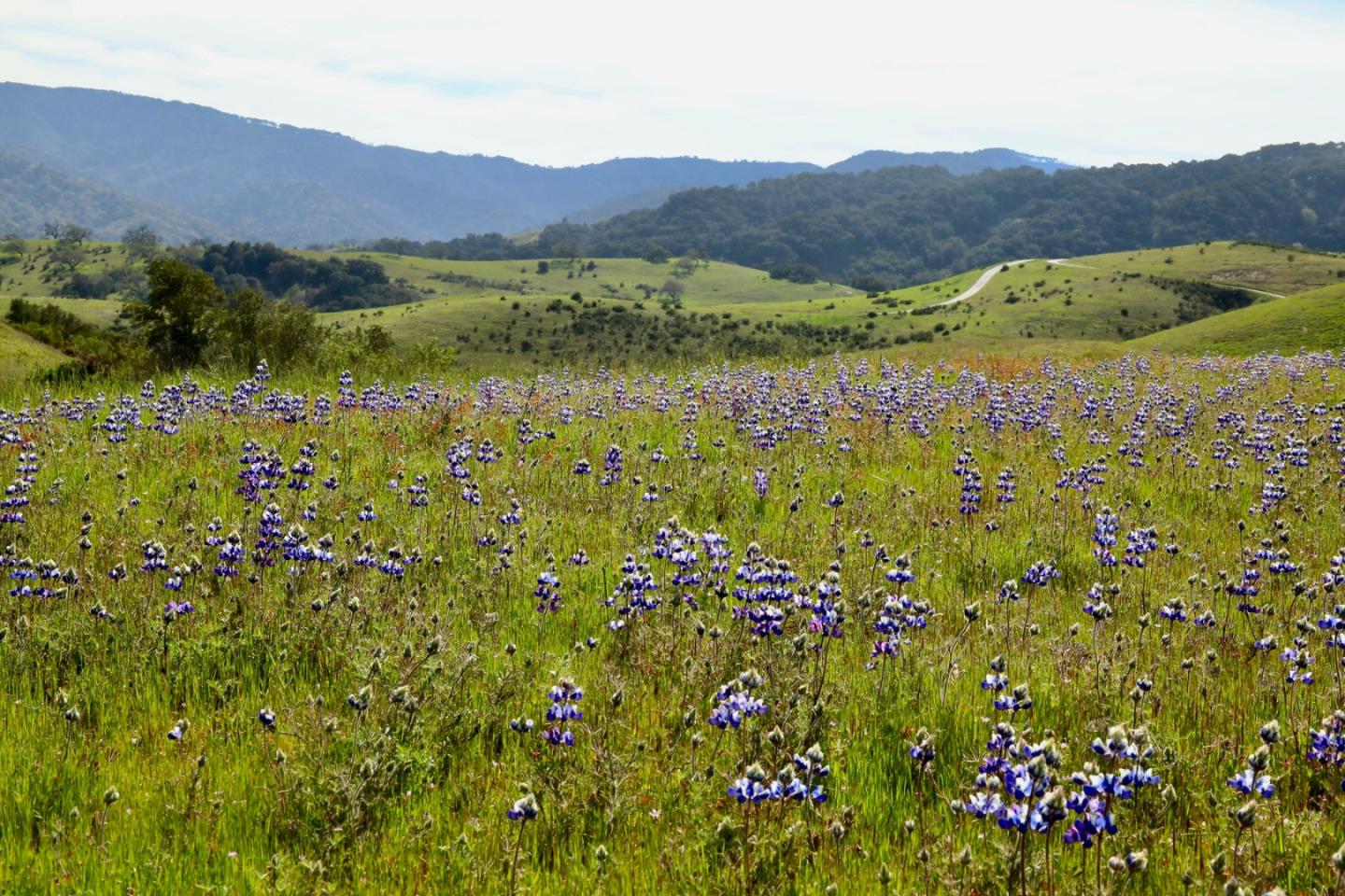 Front Image Thumbnail for ML82022273