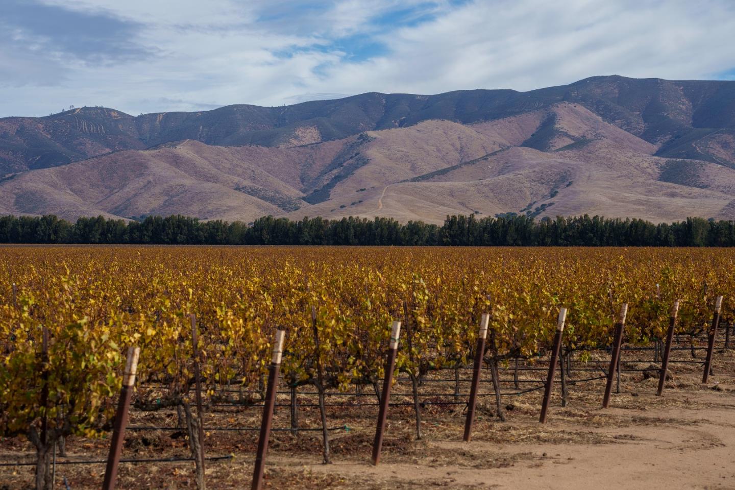 Front Image Thumbnail for ML82023646