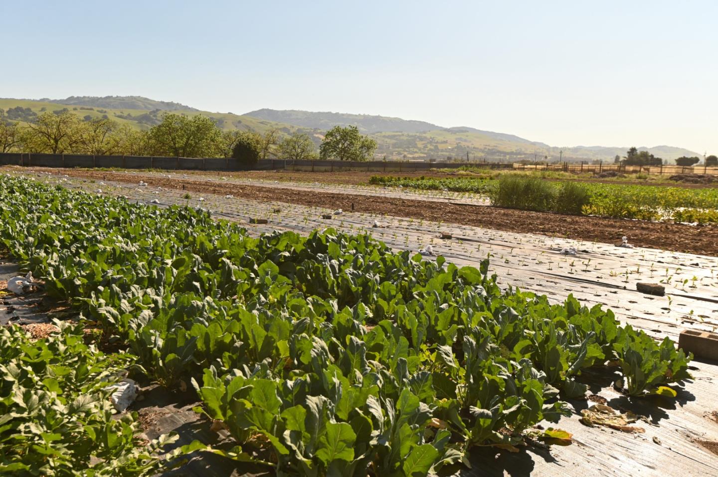 Front Image Thumbnail for ML82039844